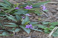 Viola inconspicua